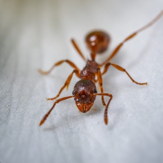 Field Ants, Pest Control in Lewisham, SE13. Call Now! 020 8166 9746