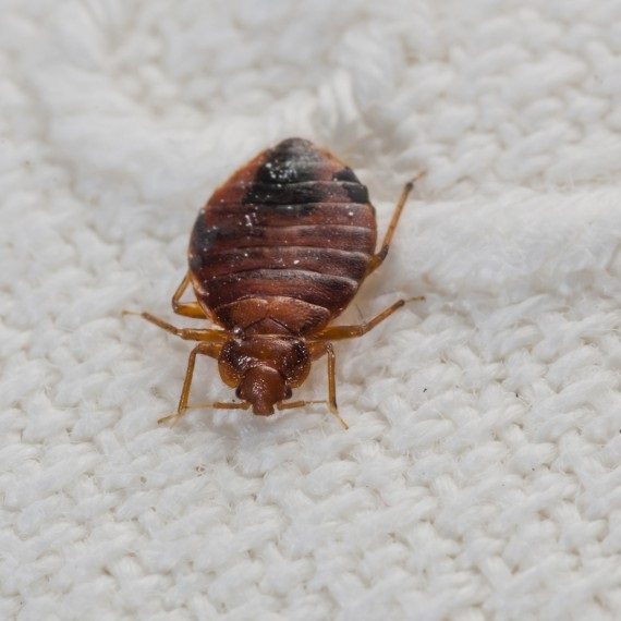Bed Bugs, Pest Control in Lewisham, SE13. Call Now! 020 8166 9746
