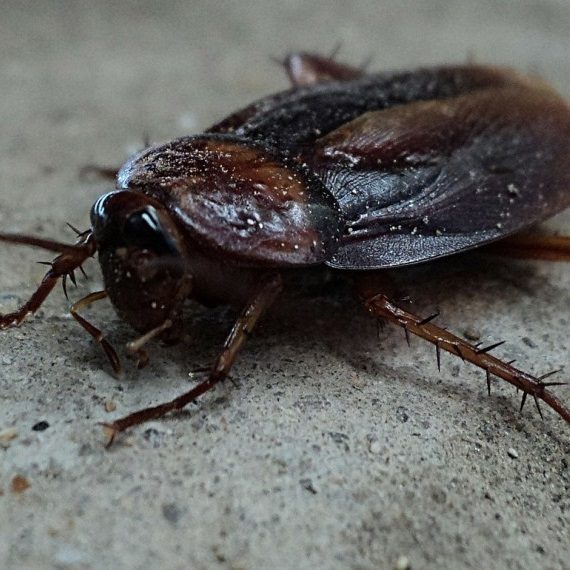 Cockroaches, Pest Control in Lewisham, SE13. Call Now! 020 8166 9746