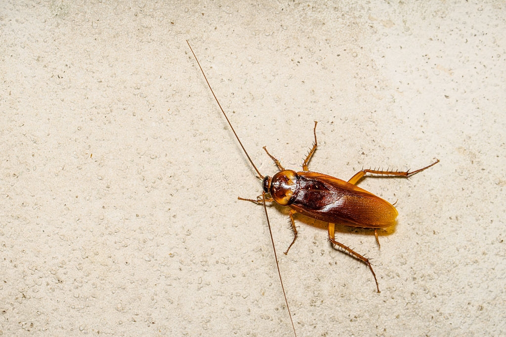 Cockroach Control, Pest Control in Lewisham, SE13. Call Now 020 8166 9746
