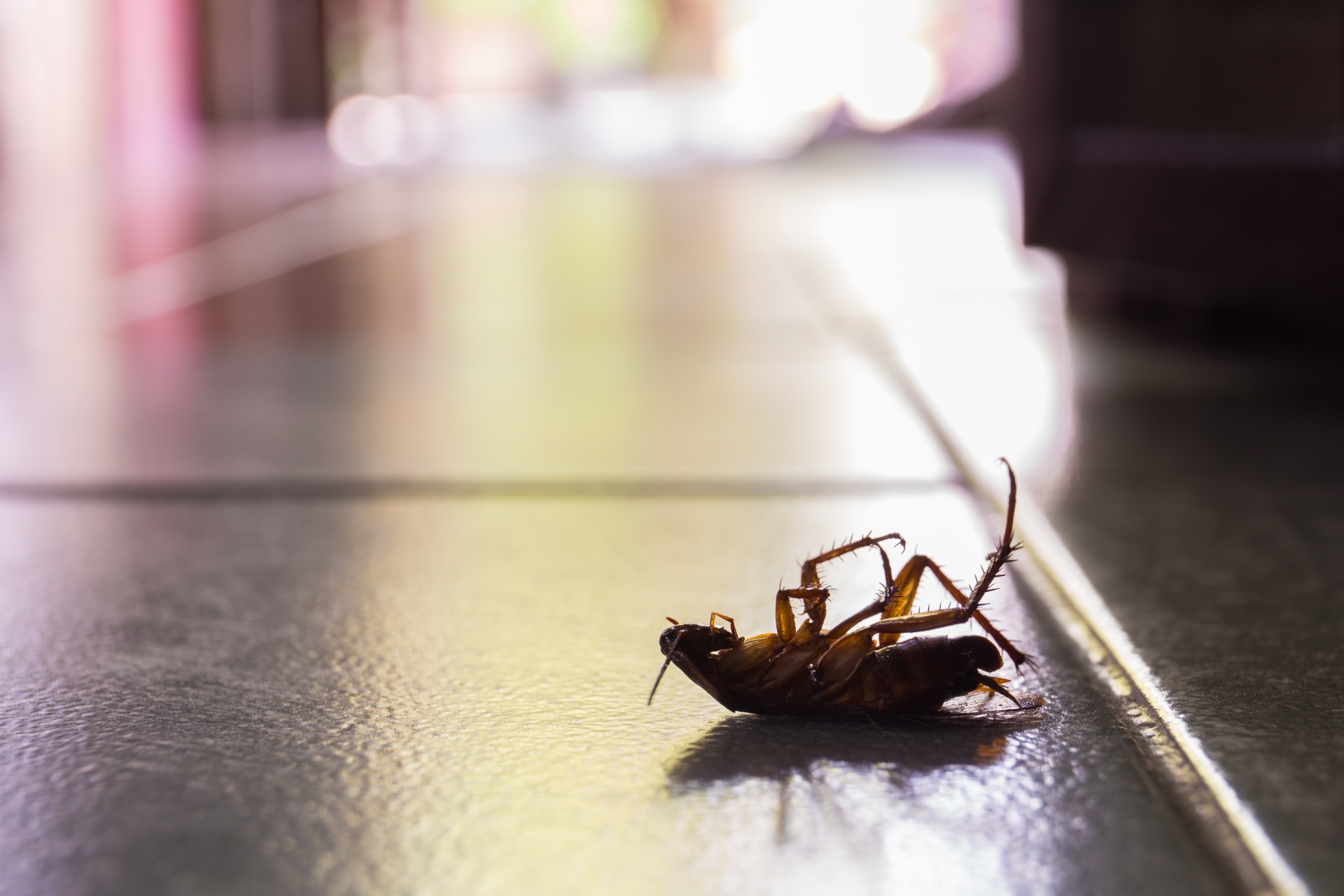Cockroach Control, Pest Control in Lewisham, SE13. Call Now 020 8166 9746