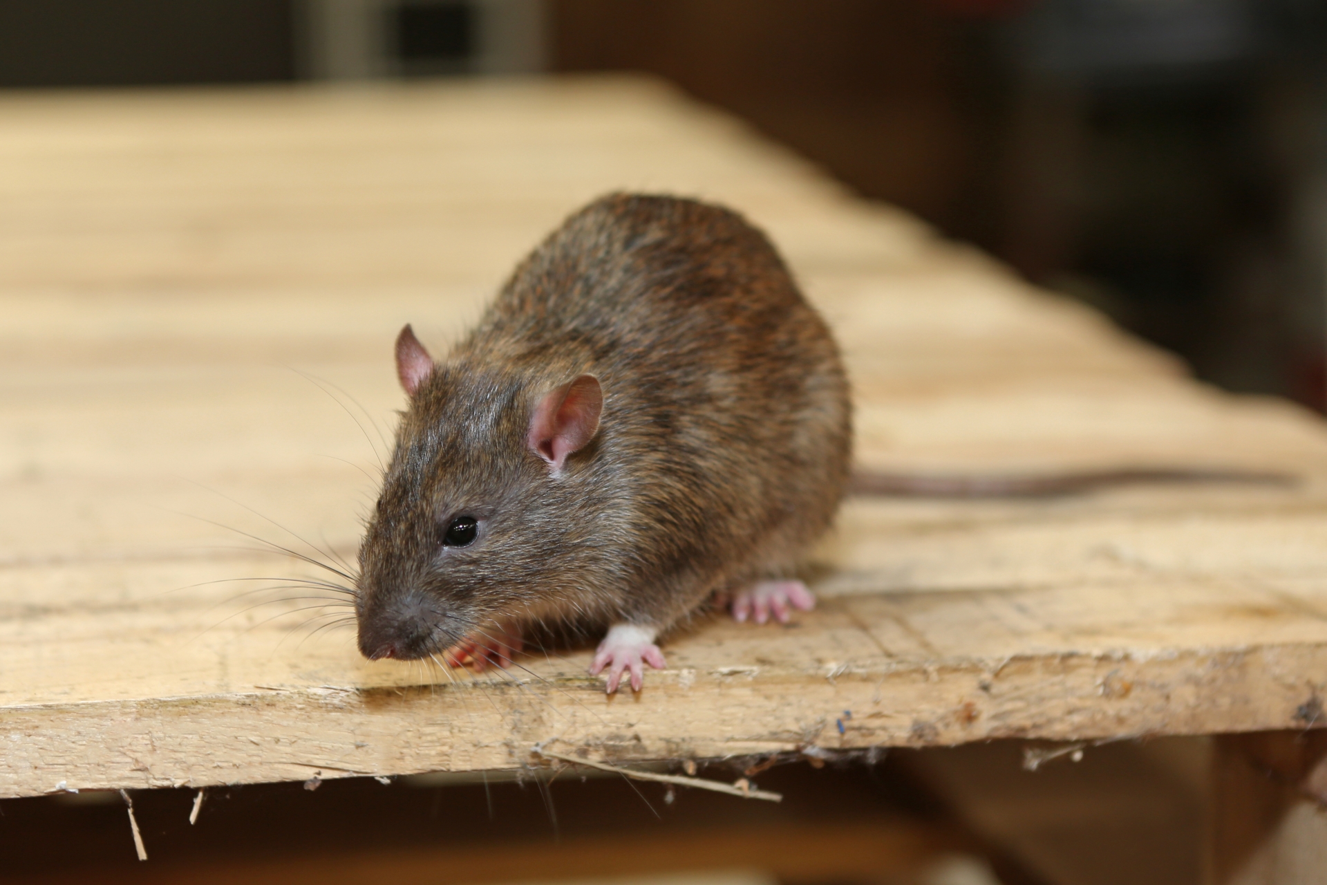 Rat Infestation, Pest Control in Lewisham, SE13. Call Now 020 8166 9746