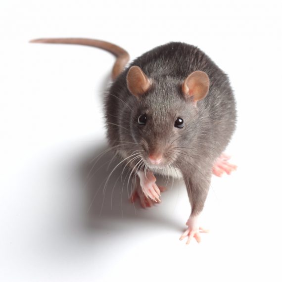 Rats, Pest Control in Lewisham, SE13. Call Now! 020 8166 9746