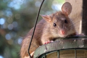 Rat Infestation, Pest Control in Lewisham, SE13. Call Now 020 8166 9746