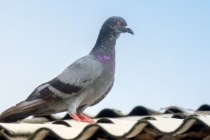 Pigeon Pest, Pest Control in Lewisham, SE13. Call Now 020 8166 9746