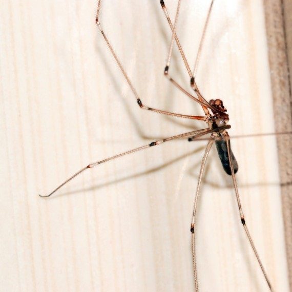 Spiders, Pest Control in Lewisham, SE13. Call Now! 020 8166 9746