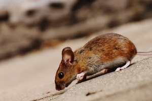 Mouse extermination, Pest Control in Lewisham, SE13. Call Now 020 8166 9746