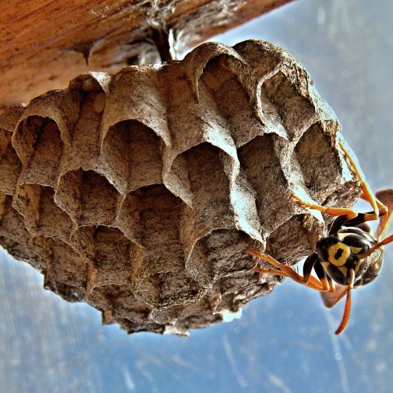 Wasps Nest, Pest Control in Lewisham, SE13. Call Now! 020 8166 9746